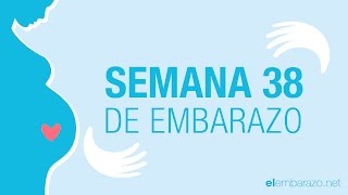 Semana 38 de embarazo  38 semanas de embarazo  El embarazo semana a semana [upl. by Sorel]