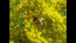 Honeybees on Goldenrod  Solidago canadensisVčely na zlatobýlu  Sept 17 2012 [upl. by Schrick]