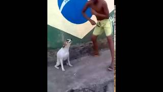 Brazilian Dog Dancing [upl. by Manlove]