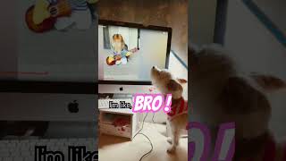 You know what I think is really funny is… dog morkie shorts cute dogshorts shortvideo fypシ゚ [upl. by Artied]