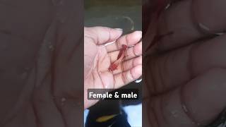 Female amp male for rosetail betta fish ❤️❤️ bettafish shortvideo [upl. by Freedman]