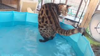 Bengal cat chases tail in kitty pool [upl. by Mezoff]