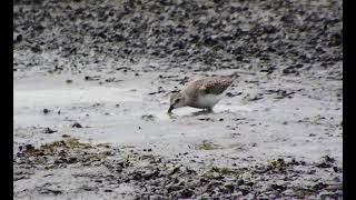 Semipalmated sandpiper sweeping water surface Pine Creek game bird habitat August 23 2020 [upl. by Medora]