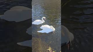 Residents of the Castle muiderslot swans Castle amsterdam Autumn muiden [upl. by Littlejohn557]