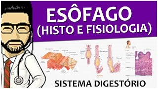 Sistema Digestório 09  Esôfago P2  Histologia do canal alimentar [upl. by Kaliope]