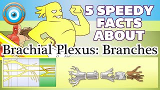 5 Speedy Facts About Brachial Plexus Branches Step 1 COMLEX NCLEX® PANCE AANP [upl. by Lebatsirhc]