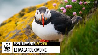 Le macareux moine  Rapport planète vivante Canada 2020 [upl. by Ecnerual]