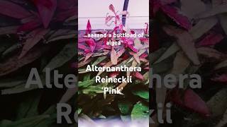 Alternanthera Reineckii Pink aquascape aquascaping fishtanklife aquarium plants plantedtank [upl. by Refiffej]