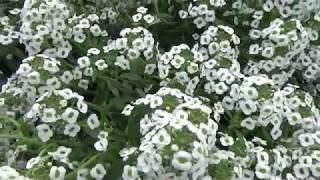 Lobelia White Stream Lobularia Alyssum [upl. by Armalda222]