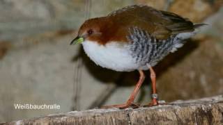 BildershowWeltVogelpark WalsrodeParadieshalle [upl. by Aneetsirhc]