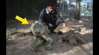 The “World’s Worst Zoo” Once Exhibited Mummified Animals Now People Are Finally Taking Action [upl. by Noryb]