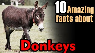 donkey facts  about donkey  donkeys facts  facts about donkey🦓 [upl. by Kenti]