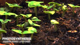 Carbon Based Lifeforms  Photosynthesis World of Sleepers [upl. by Tess273]