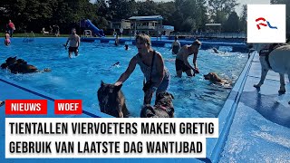 Hondeneigenaars leven zich uit tijdens jaarlijkse hondenplons in Wantijbad [upl. by Gayner]