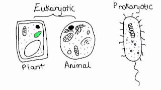 234 Compare Prokaryotic and Eukaryotic Cells [upl. by Atikal]