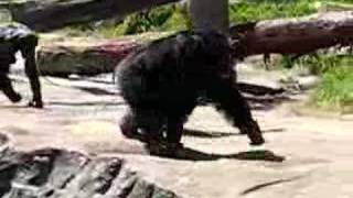 Chimp fight at Taronga Zoo Sydney [upl. by Goulder]