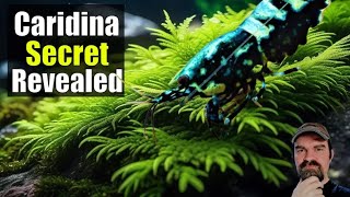 Caridina Care Breeding Baby Shrimp Water Changes Tips and Secrets Revealed [upl. by Hanley]