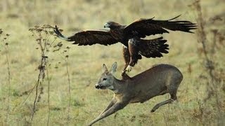 WATCH A GOLDEN EAGLE HUNTING FOR DEER [upl. by Reinal74]