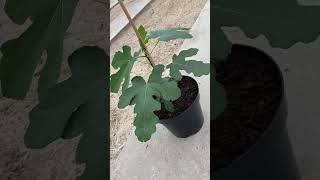 The grow of a fig tree figtree nursery plants [upl. by Kermie]