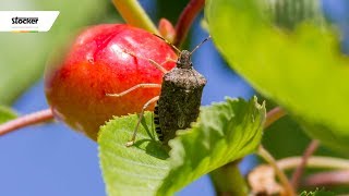 CIMICE ASIATICA – trattamenti biologici  guida con consigli dal professionista [upl. by Oigile]