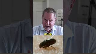 Horrific Infestations Found By Pest Control Professionals [upl. by Ssitruc828]