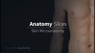 Skin Microanatomy  Anatomy Slices [upl. by Eniortna]