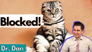 Blocked Cat Explained Veterinarian covers symptoms diagnosis and treatment [upl. by Adal]