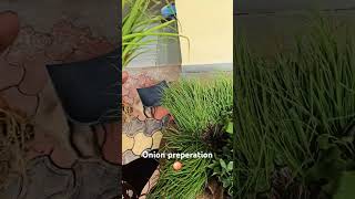 Pyaaj ka roap agriculture farmer satisfying [upl. by Nilyak580]