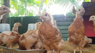 DEKALB BROWN CHICKEN  1 MONTH OLD  FREE RANGE FARMING [upl. by Fin343]