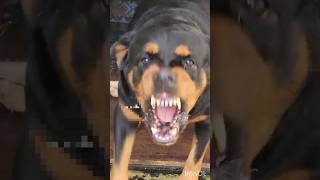 Big Dog barking sounds dog rottweiler short viral shortsfeed dogstrending youtubeshorts [upl. by Esadnac600]