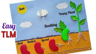 Germination Of Seed Science Model Germination Of Seed Project Seed germination TLM Science TLM [upl. by Desai]