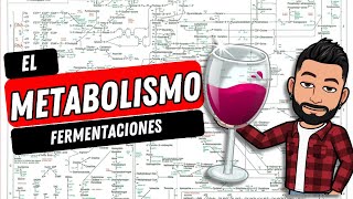 METABOLISMO FERMENTACIONES [upl. by Kynan]