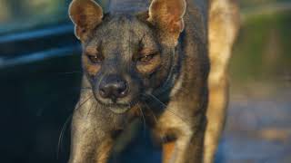 Madagascars Mysterious Marvel The Fossa [upl. by Lyndell]