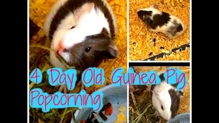 4 Days Old Guinea Pig Baby POPCORNING [upl. by Terej]