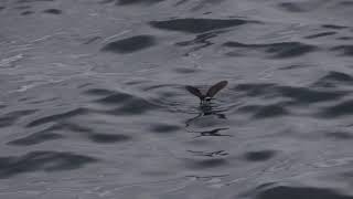 European Stormpetrels Scilly North Atlantic August 2018 [upl. by Croix69]