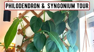 Philodendron amp Syngonium Tour 2022 35 Varieties [upl. by Laurentium128]