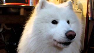 samoyed howling [upl. by Eelano566]