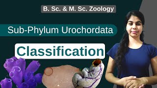 Urochordata Classification  In Hindi  B Sc amp M Sc  Zoology [upl. by Ideih]