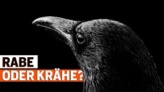 Rabe oder Krähe 5 Spannende Fakten über Rabenvögel [upl. by Dorrehs]