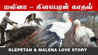 Man Does Everything For His Rescued Stork  KLEPETAN amp MALENA  கிளப்பேடோன் மலினா நாரைகளின் காதல் [upl. by Yeleen606]