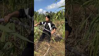 Very fresh sweet sugarcane with rural farming life reels 2024 satisfying shorts viralvideo [upl. by Keri91]