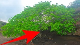 El Árbol🌳 Mas PELIGROSO😱 Del Mundo El Árbol De La Muerte☠️  Viral Soul [upl. by Hike]