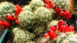 Fruiting Cacti Plants  Tasting amp Growing [upl. by Swithbart]