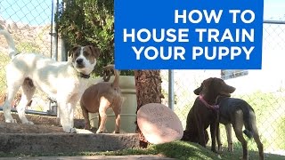 How to House Train Your Puppy [upl. by Eelarol]