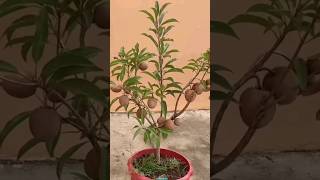 New technique for growing Sapodilla plant sapodilla sapodillagrafting farming viral shorts [upl. by Neelyad]