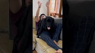 Every Dog Lover Story trending doglover dog [upl. by Nolitta]