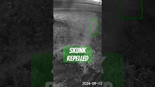 Skunk vs sprinkler skunks yarddefense pestcontrol [upl. by Orlov579]