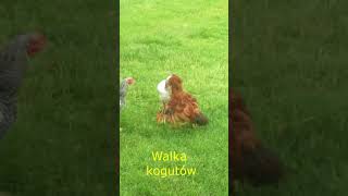 walka kogutów [upl. by Rasure]