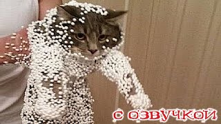 Приколы с котами  СМЕШНОЕ ВИДЕО С КОТАМИ С ОЗВУЧКОЙ Смешные животные [upl. by Ainaznat471]