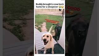 when buddy brings angus home for dinner lmao Jaymarv29shorts funny reelsshorts fypシ゚ [upl. by Eelyek273]